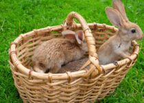 Køb billige kaniner til haven